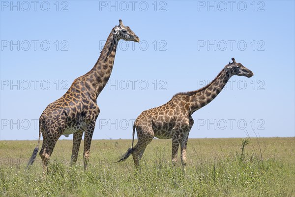 Masai giraffe