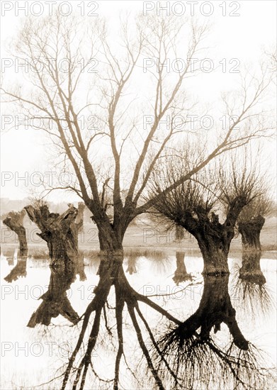 Pollarded willows on the Lower Rhine