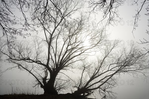 Foggy atmosphere at Lake Moehne