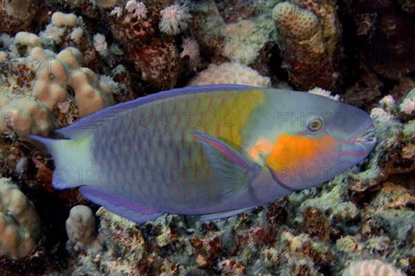 Bullethead parrotfish