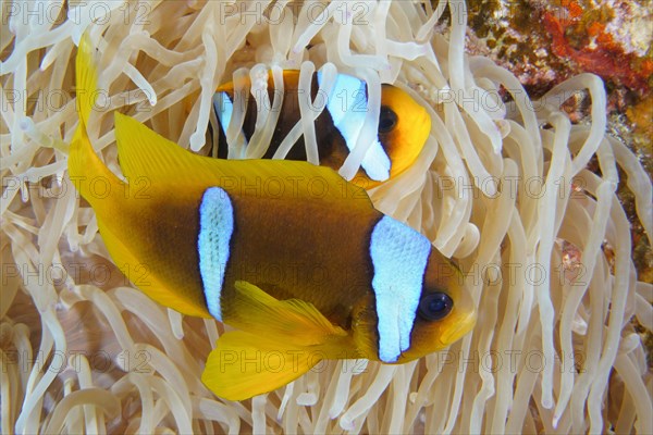 Pair of red sea clownfish