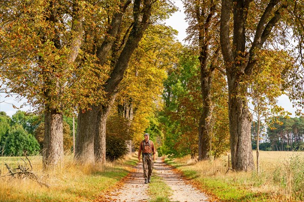 Hikers in a chestnut avenue on the long-distance hiking trail Maerkischer Landweg in autumn