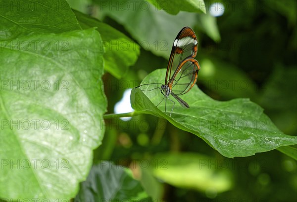 Glass-winged butterfly