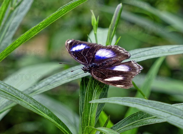 Large egg fly