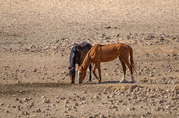 Wild Horses