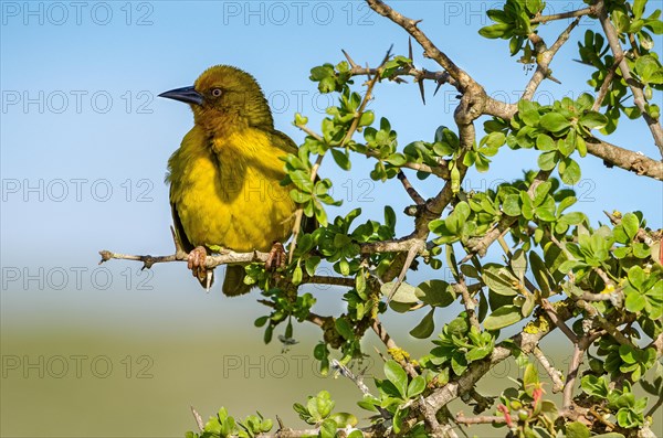 Cape weaver