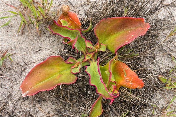 Common ice plant