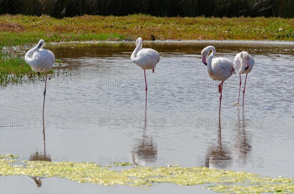 Lesser Flamingos