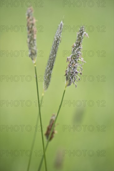 Meadow foxtail