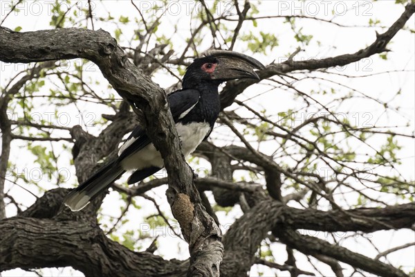 Trumpeter Hornbill