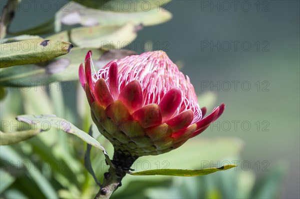 Protea