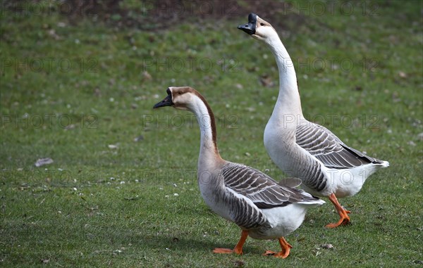 Mute geese