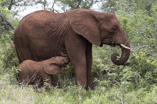 African elephant