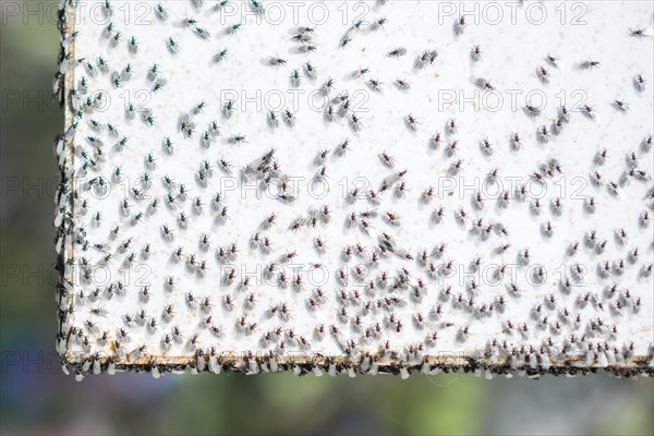 A swarm of flying ants gather on a white background