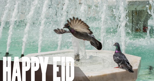 City pigeons by the side of water at a fountain