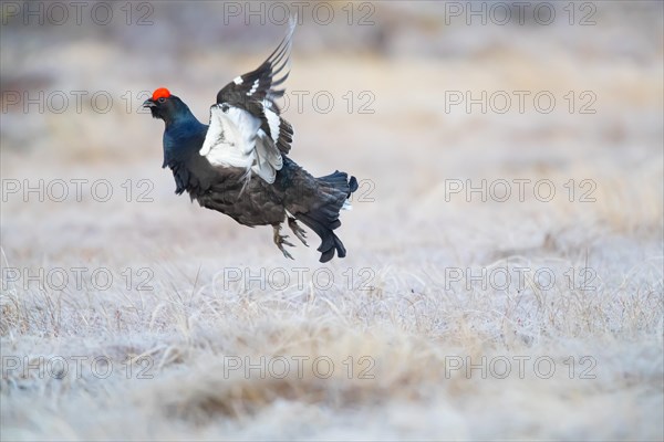 Black grouse