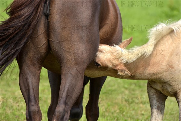 Foal of the Western breed American Quarter Horse sucking on its dam