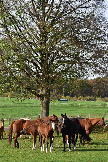 Broodmares and foals of the Western breed American Quarter Horse on pasture