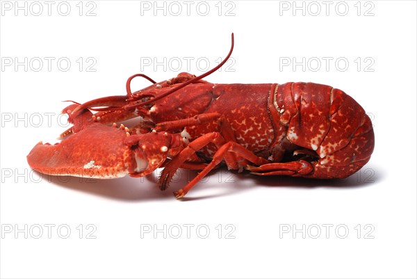 Breton lobster
