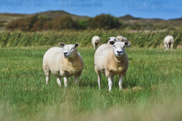 Two white Texel sheep