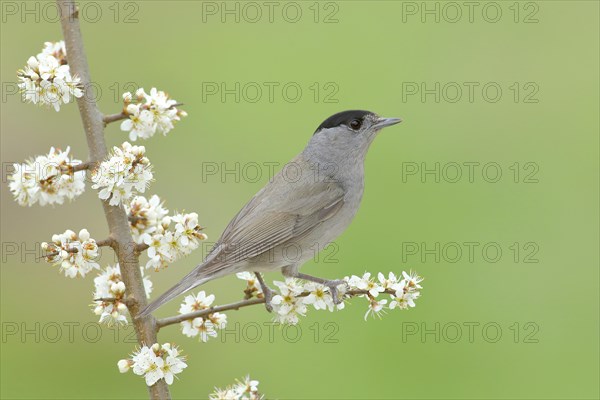 Blackcap