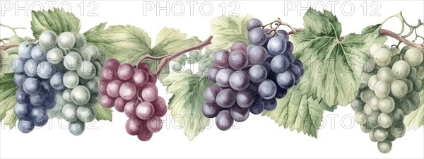 Seamless tileable watercolor row of fresh grapes on the vine on a white background