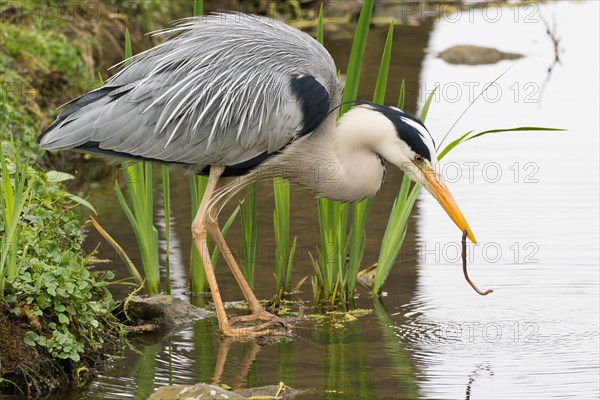 Grey heron