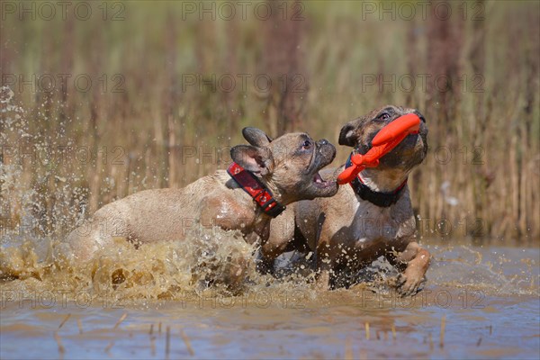 Two dirty brown French Bulldog dogs playing fetch with a toy together in muddy puddle