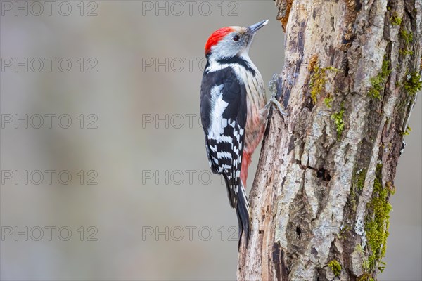 Middle Spotted Woodpecker