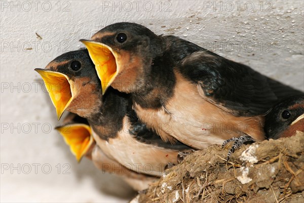 Barn swallow