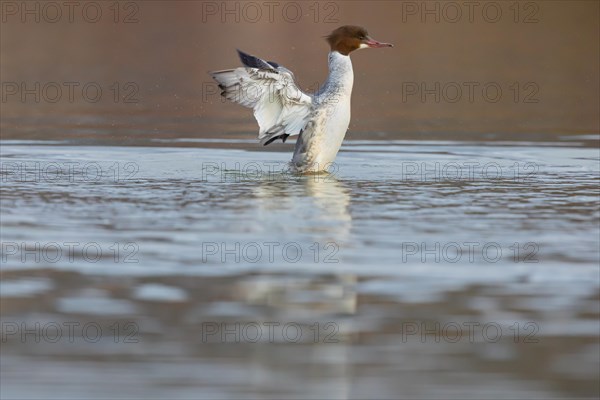 Common merganser