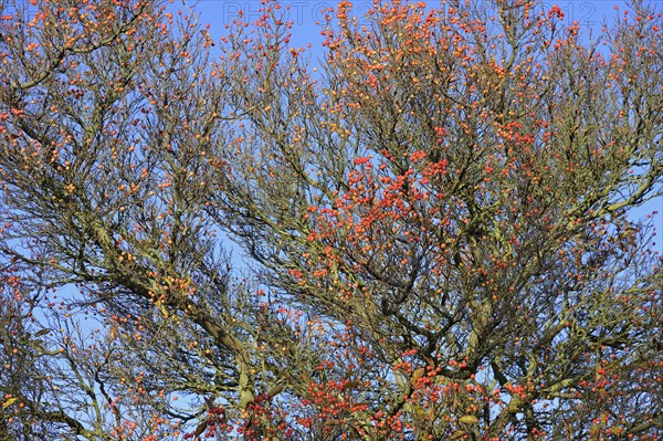 Deciduous tree