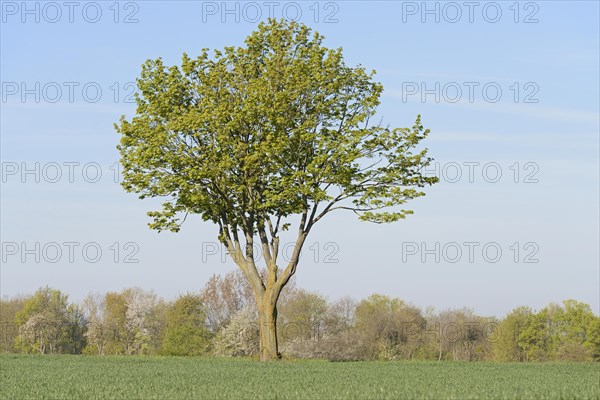 Deciduous tree