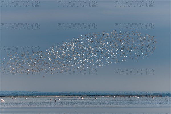 Shorebirds