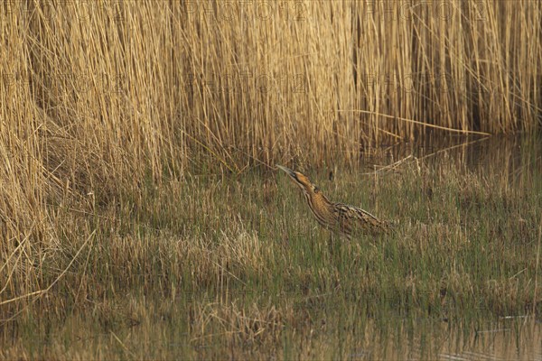 Great bittern