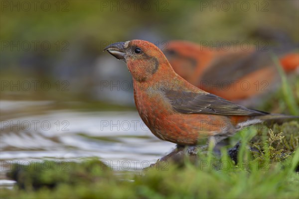 Common crossbill