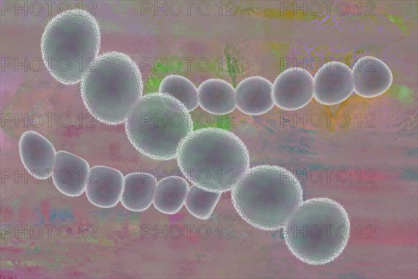 Illustration of streptococci are spherical bacteria that typically arrange themselves in chains or pairs