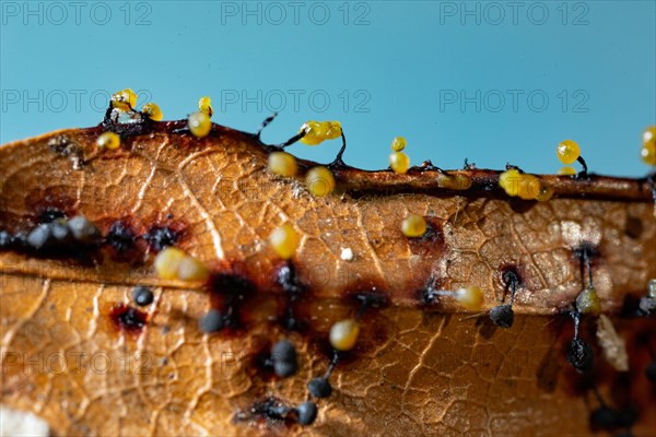 Filamentous fruit slime mould several fruiting bodies next to each other with blue and yellow spherical caps on brown leaves against a blue sky