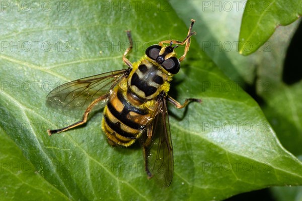 Death's head hoverfly sitting on green leaf seen from behind diagonally right
