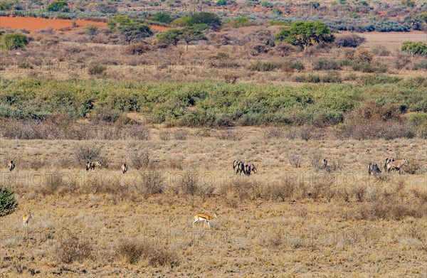 Oryx antelope and springbok