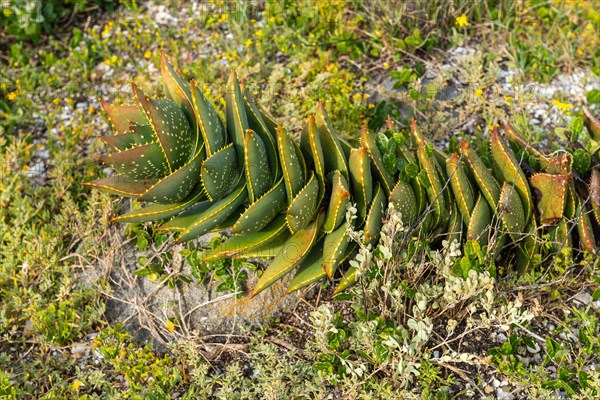 Aloe distans