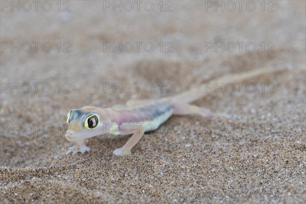 Namib sand gecko