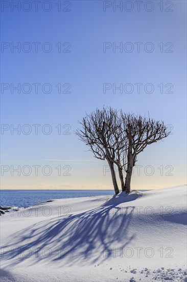 Bare tree casts shadow in snow