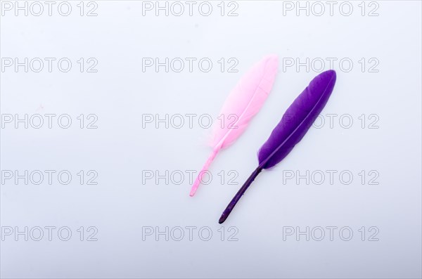 Collection of colored decorative feathers placed on white background