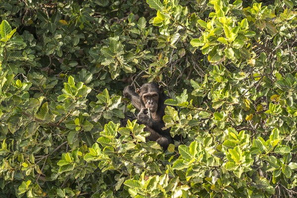 Chimpanzee on Baboon Island
