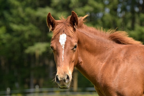 Foal of the Western horse breed American Quarter Horse in the pasture