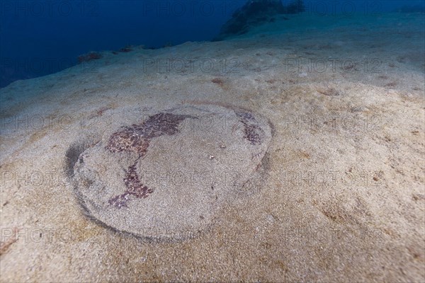 Marbled electric ray