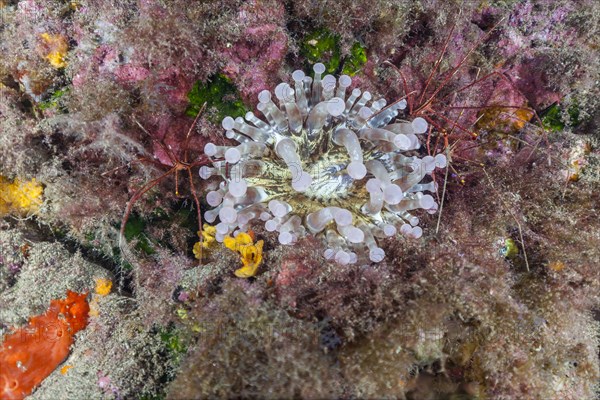 Club-tipped anemone