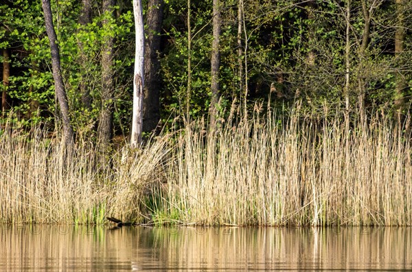 A narrow reed belt at the edge of a rustic pond in a wooded area