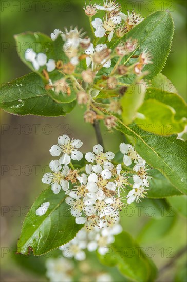 Chokeberry in full bloom and almost withered away